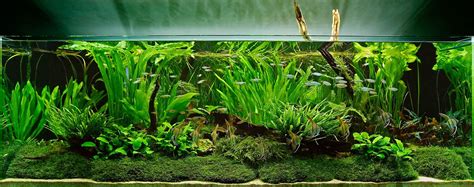 Tall Tank Aquascape - Aquascape Ideas