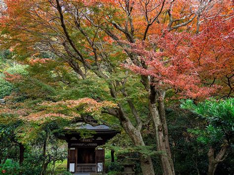 FROM THE GARDEN OF ZEN: Autumn leaves: Engaku-ji