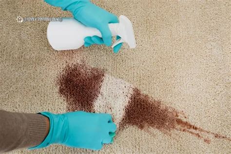 How to Get Dog Poop Out of Carpet - 9 Effective Steps