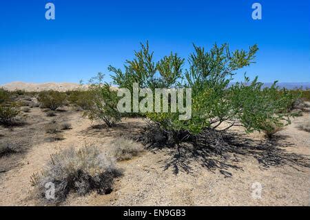 bush, rocks, mojave, larrea tridentata, sand, scrub, gravel, wilderness ...