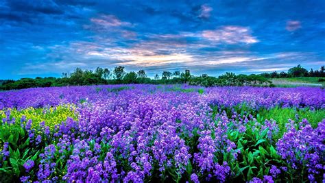 Picture of field of purple flowers - Google Search | Purple flowers wallpaper, Flower field ...