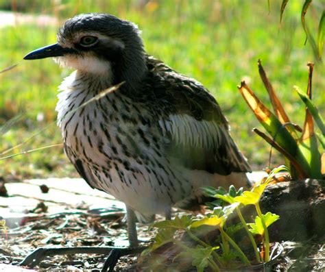 Local Bird nesting Photograph by Phoenix De Vries - Fine Art America