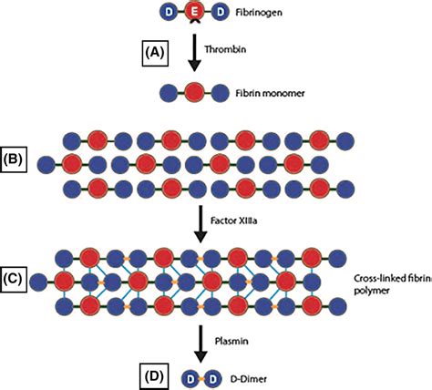 Generation of D‐dimer following thrombin generation and fibrinolysis ...