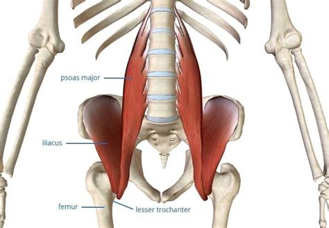 2 Steps to Greater Hip Flexor Strength, Mobility & Function