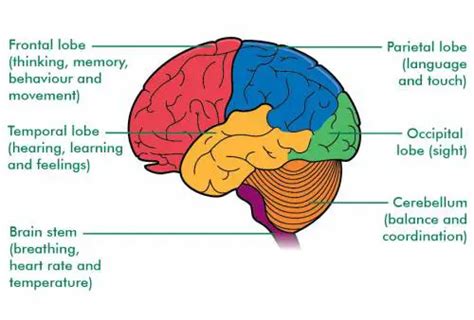 Human Lobes of the Brain: Position and Functions | IYTmed.com
