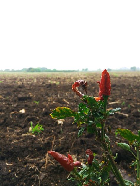 Red chilli plant in field stock image. Image of chilli - 167752271