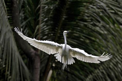 Rare Bird England - unique rare bird