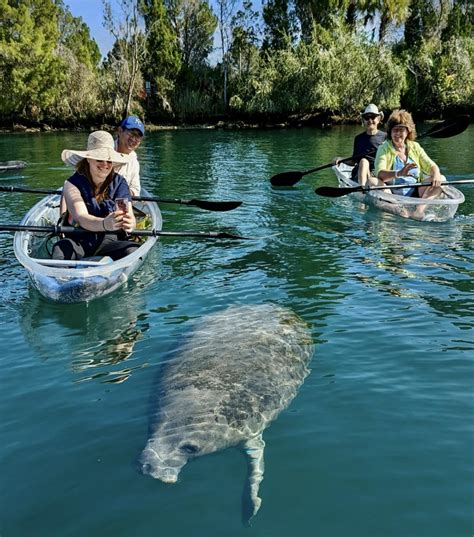 Crystal River Manatee Kayak Tour | Get Up and Go Kayaking