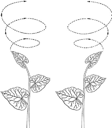 Figure 2.3 from Chapter 2 Nutation in Plants | Semantic Scholar