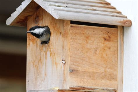 What do Chickadees feed their young? | Northwest Picturemaker