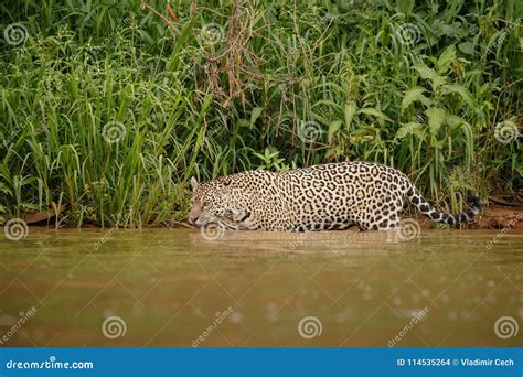 American Jaguar in the Nature Habitat. Stock Photo - Image of dangerous ...