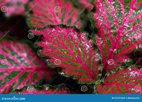 Colorful Episcia Plant Stock Images - Image: 27321204