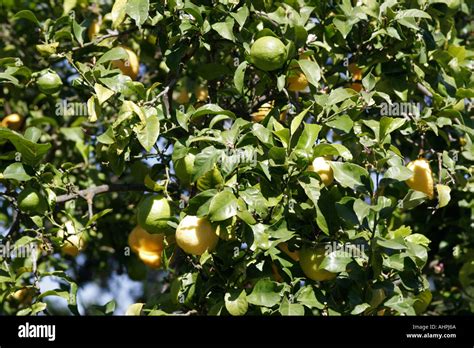 Lemon and Lime fruit tree grafted or hybrid Stock Photo - Alamy