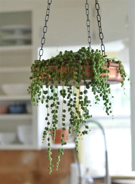 Hanging Indoor Succulents