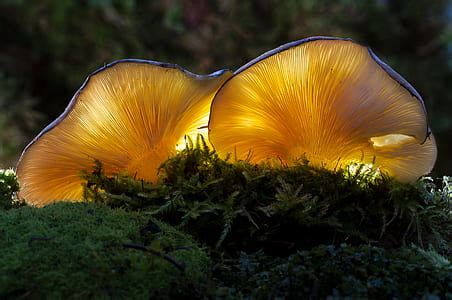 Royalty-Free photo: White mushroom | PickPik