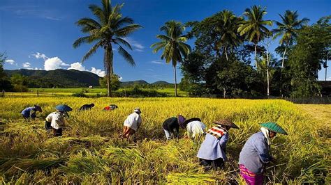 Nature Of Bangladesh Village Of Bangladesh – Otosection HD wallpaper | Pxfuel