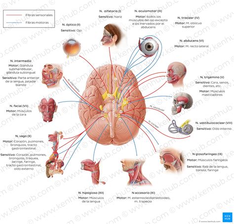 Pares craneales: Anatomía, nombres,funciones,mnemotécnica | Kenhub