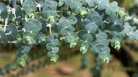 How to Grow and Care for Eucalyptus Plant (Indoors + Outdoors)