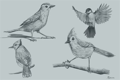Miles Loth - Bird Sketches