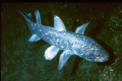 Coelacanth fossil sheds light on fin-to-limb evolution
