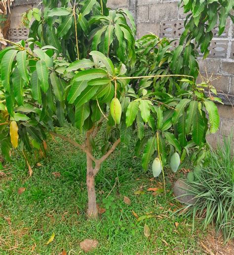 Albero Di Mango Verde Ed I Frutti - Piantagione Organica - Coltivare L'albero Indica Del ...