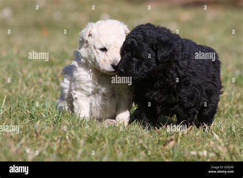 Dog Mudi (Hungarian sheepdog) two puppies black and white kisses Stock Photo - Alamy