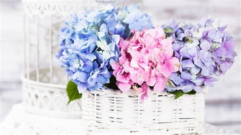 Pink Hydrangea Wallpapers - Wallpaper Cave