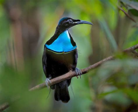 Birding Papua New Guinea (2) - World Bird Traveler