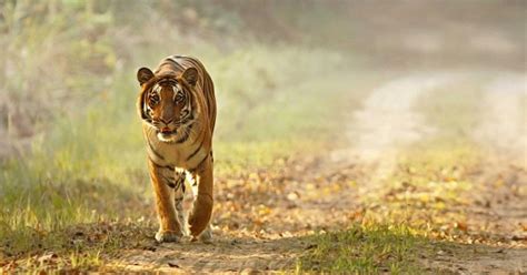 Corbett Tiger Reserve India