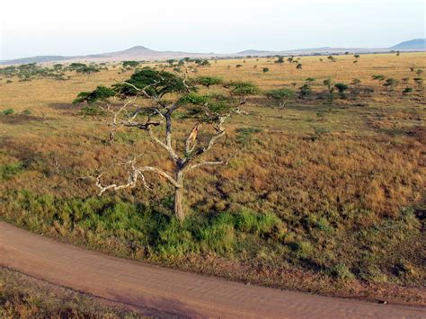Serengeti Hot Air Balloon Ride - Serengeti National Park -… | Flickr