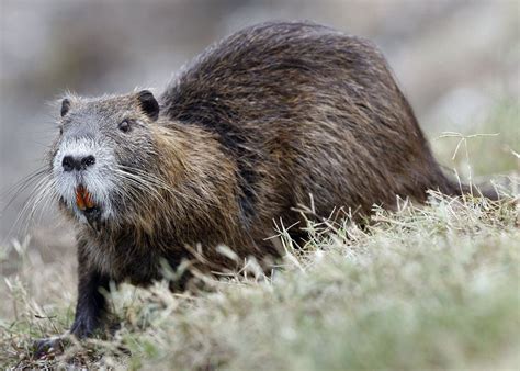 Louisiana hunters kill over 300K nutria during annual hunt; other Gulf Coast region news - al.com