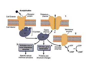 Acetylcholine receptor - Alchetron, The Free Social Encyclopedia