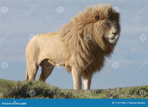 White Lion Male stock photo. Image of isolated, blue - 11317900