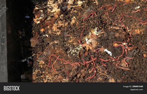 Red Worms Compost - Image & Photo (Free Trial) | Bigstock