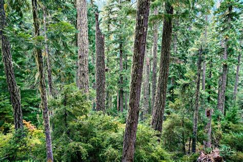 Oregon Old-growth Forest - Oregon Photography