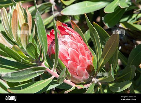 pink sugar bush protea flower, growing on the bush, ready to bloom. Proteas are currently ...