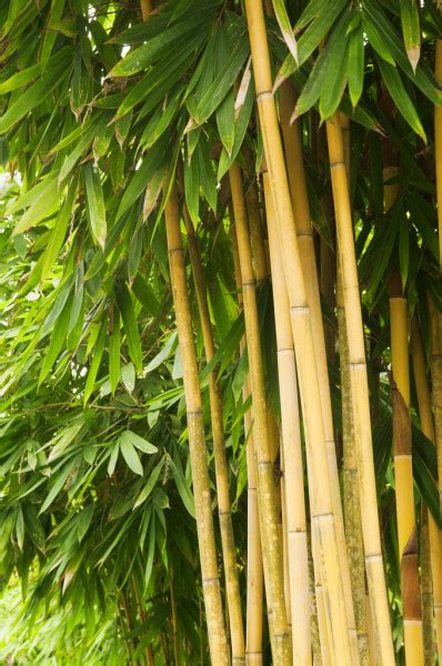 Bamboo forest. — Stock Photo © szefei #2367493