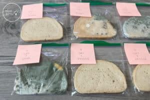 Moldy Bread Experiment - What Makes Mold Grow? | Mombrite