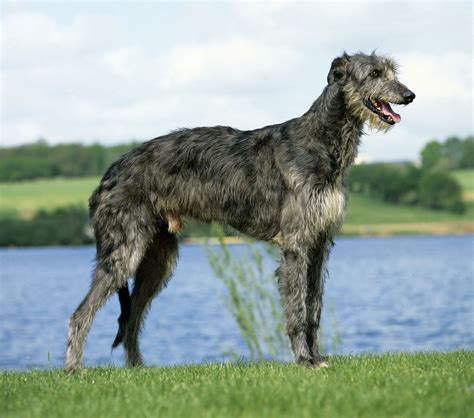 Scottish deerhound | Giant Sighthound, Greyhound-like, Majestic | Britannica