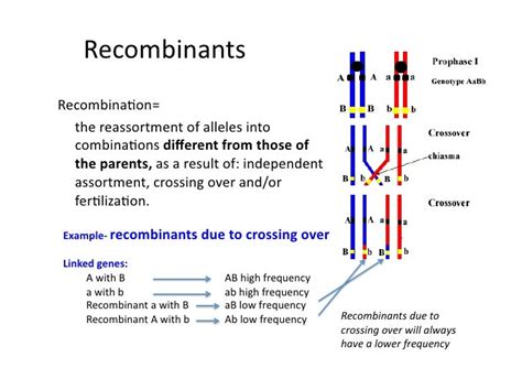 Recombination and gene linkage