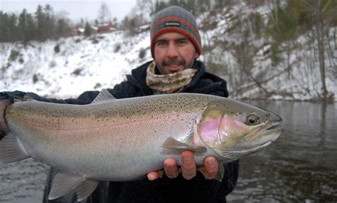 Michigan Steelhead Adventures - Guided Steelhead Trout Salmon River ...