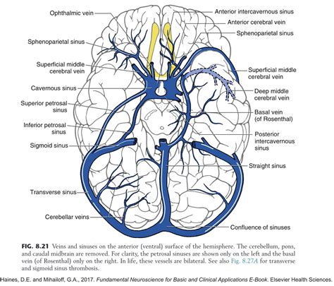 Suhas Bajgur, MD, MPH on Twitter in 2021 | Medical knowledge, Sinusitis, Plexus products