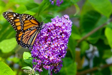 Flowers That Attract Butterflies | Butterfly Garden Flowers | HGTV