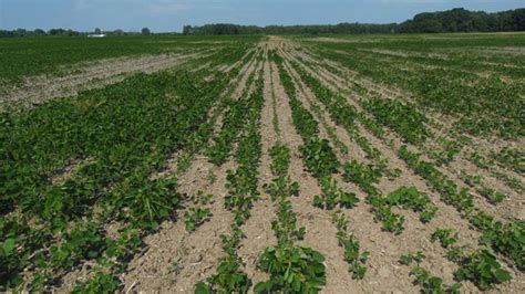 Harvest recommendations for soybean fields with variable maturity ...