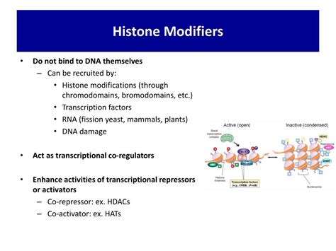 PPT - Histone Modifications PowerPoint Presentation, free download - ID:4751847