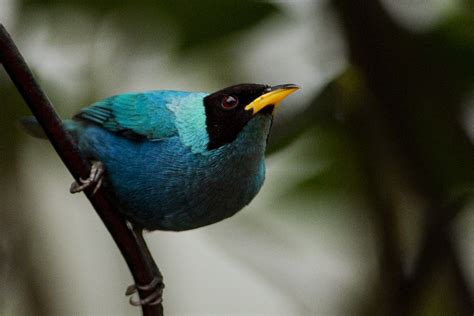 Climate Change ‘Prime Suspect’ Behind Decline In Native Hawaiian Bird ...