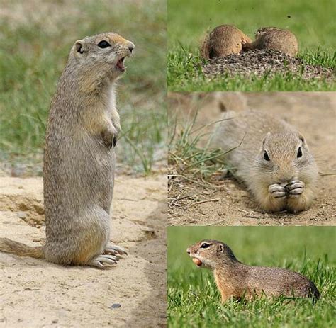 What's the Difference Between a Groundhog and a Gopher? - Animal Facts