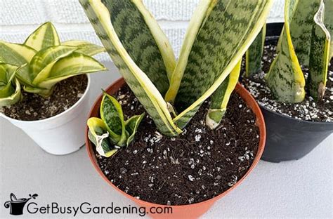 Snake Plant Soil: How To Choose The Best Sansevieria Potting Mix