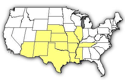 Map of US states the Stripebacked Scorpion is found in.