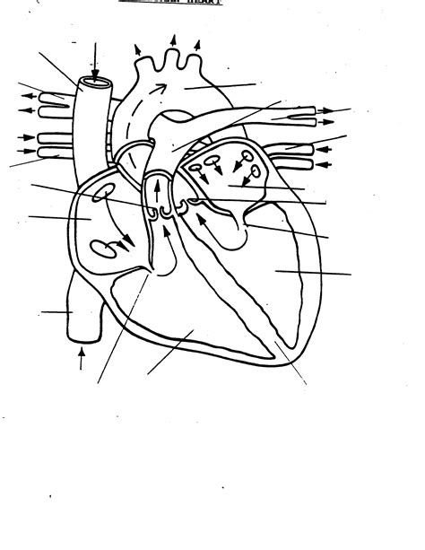 Label The Heart Worksheet